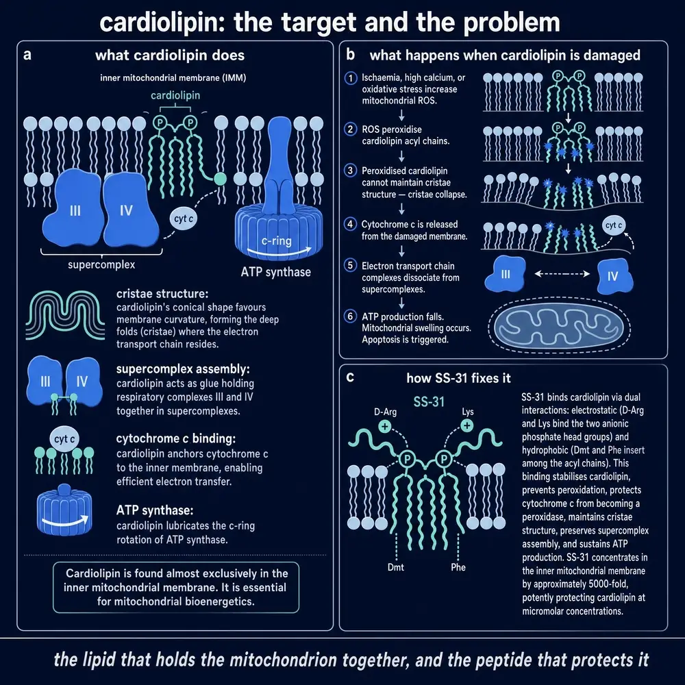 Cardiolipin structure and function in the inner mitochondrial membrane, peroxidation cascade, and SS-31 dual binding interactions