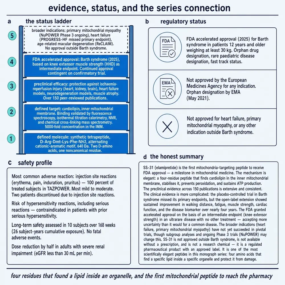 SS-31 evidence status ladder, regulatory status, safety summary, and honest summary of Barth approval versus broader indication misses