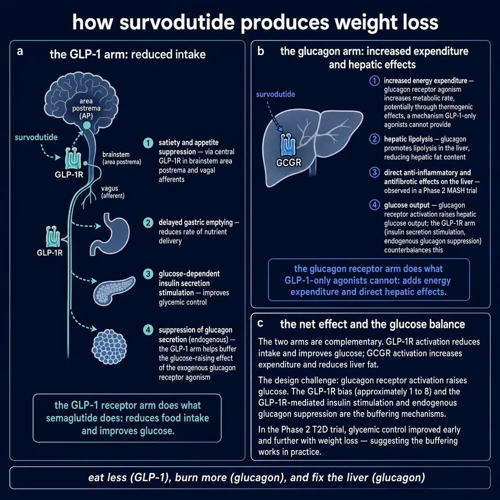 How survodutide produces weight loss: GLP-1 arm reducing intake, glucagon arm increasing expenditure and acting on the liver, and the glucose-balance design