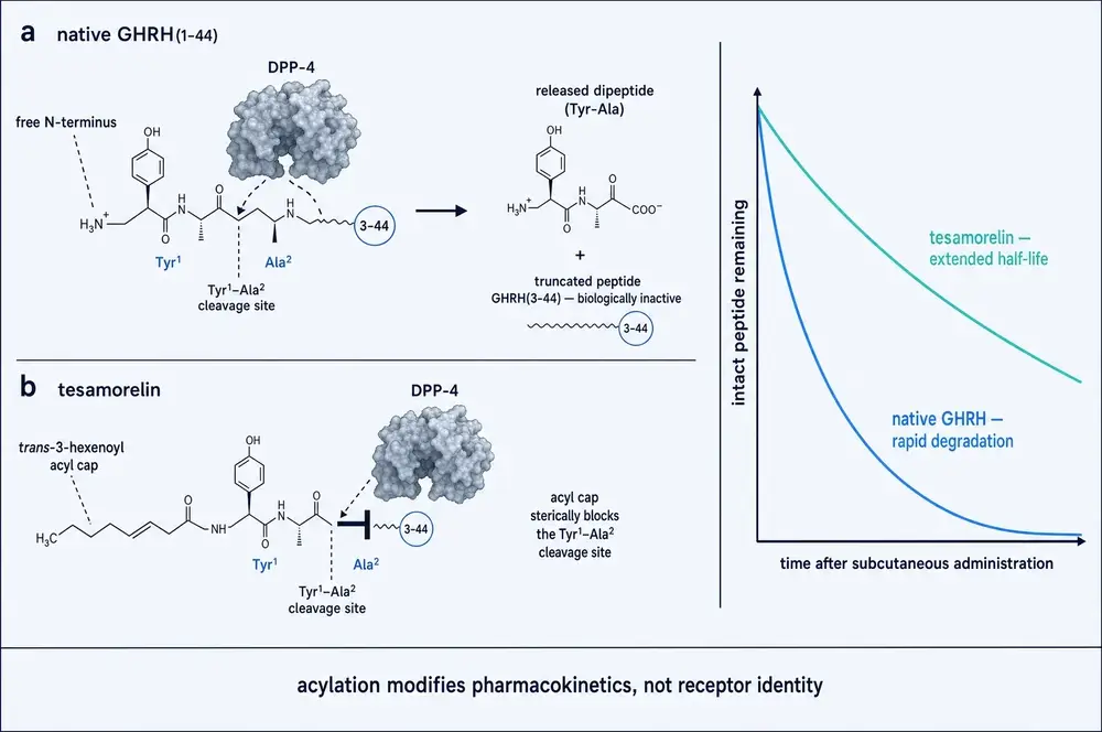 Two-panel comparison. Panel a: native GHRH(1-44) with a free N-terminus is cleaved by DPP-4 at the Tyr1-Ala2 bond, releasing the dipeptide Tyr-Ala and leaving the biologically inactive truncated peptide GHRH(3-44). Panel b: tesamorelin carries a trans-3-hexenoyl acyl cap that sterically blocks the same cleavage site. A decay curve at right shows native GHRH degrading rapidly while tesamorelin retains intact peptide far longer.