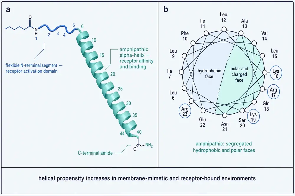 Panel a: ribbon rendering of tesamorelin. A flexible N-terminal segment carrying the acyl cap runs from residue 1 to 5 and is labelled the receptor activation domain; an amphipathic alpha-helix runs from residue 6 to 44 and is labelled receptor affinity and binding, ending in a C-terminal amide. Panel b: helical wheel projection of residues 6 to 23, with leucine, isoleucine, phenylalanine, valine and alanine clustered on a hydrophobic face and lysine, arginine, glutamine, serine, asparagine and glutamate on the opposite polar and charged face. A footer notes that helical propensity increases in membrane-mimetic and receptor-bound environments.