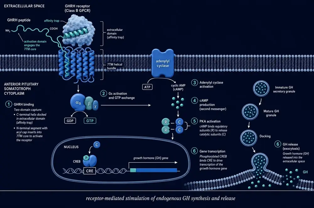 Dark-field diagram of an anterior pituitary somatotroph. GHRH peptide binds a Class B G-protein coupled receptor, with its C-terminal helix docked in the extracellular affinity trap domain and its N-terminal segment inserted into the seven-transmembrane helical bundle. Six numbered steps follow: GHRH binding, Gs activation and GTP exchange, adenylyl cyclase activation, cyclic AMP production, protein kinase A activation with regulatory and catalytic subunits separating, and gene transcription in which phosphorylated CREB binds the CRE element to drive growth hormone gene transcription. A parallel track at right shows immature growth hormone secretory granules maturing, docking at the membrane and releasing growth hormone by exocytosis.