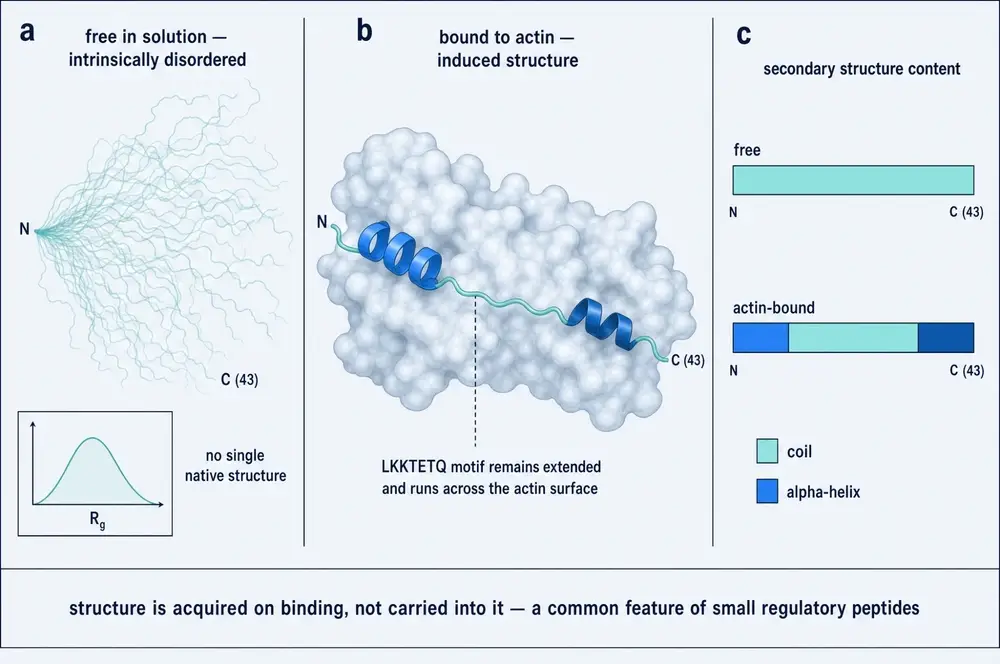 Figure 3. Coupled folding and binding.