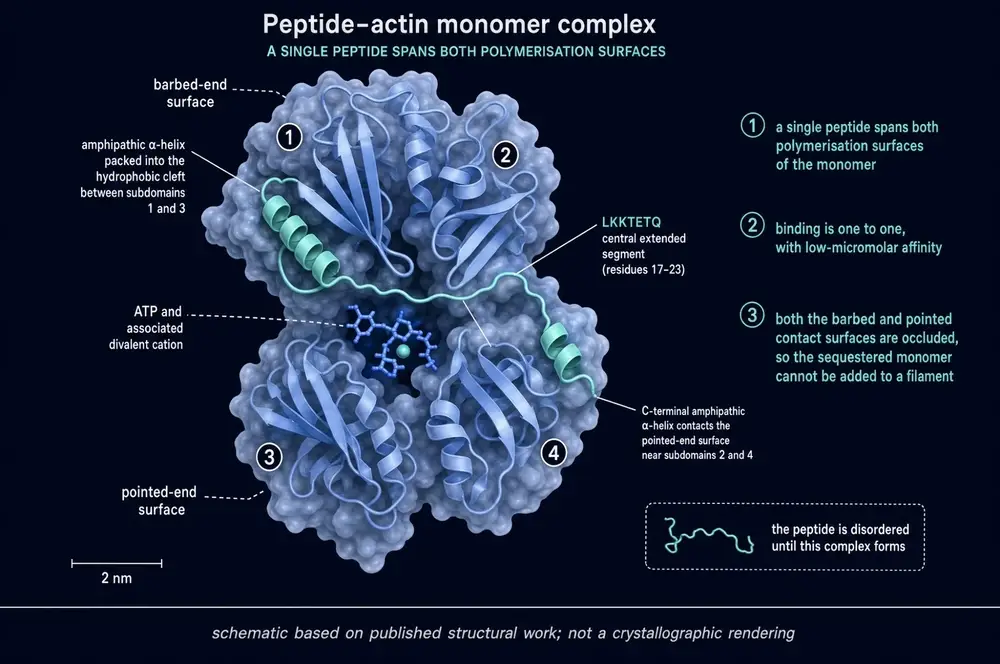Figure 4. The peptide–actin monomer complex.