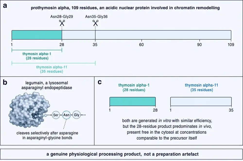 Biogenesis of thymosin alpha-1: a bar diagram of the 109-residue prothymosin alpha showing the Asn28-Gly29 and Asn35-Gly36 cleavage sites, a surface rendering of legumain, and a comparison of the 28-residue and 35-residue products.