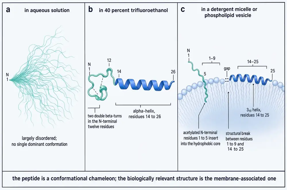 Three-panel comparison of thymosin alpha-1 conformation: a disordered ensemble in aqueous solution, a defined alpha-helix with N-terminal beta-turns in 40 percent trifluoroethanol, and a membrane-associated form with a 3-10 helix and the acetylated N-terminus inserted into the bilayer.