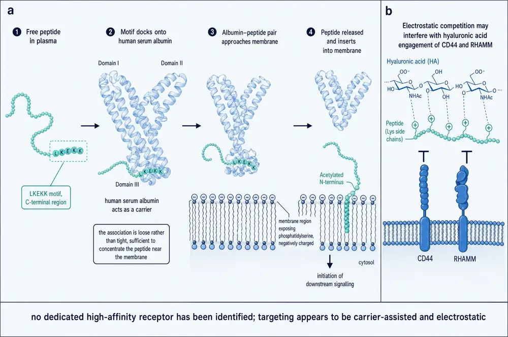 Diagram of carrier-assisted membrane targeting: the LKEKK motif docking loosely onto human serum albumin, the albumin-peptide pair approaching a phosphatidylserine-exposing membrane, release and insertion of the acetylated N-terminus, and a separate panel showing electrostatic competition with hyaluronic acid at CD44 and RHAMM.