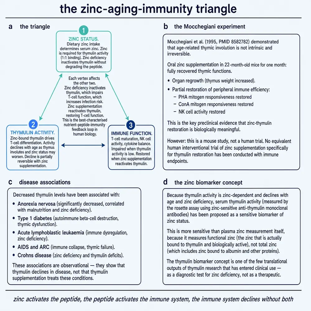 Zinc-aging-immunity triangle and thymulin as zinc biomarker