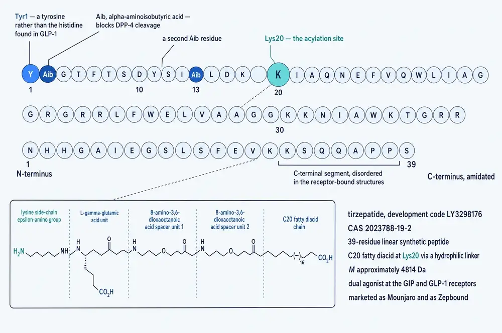 Annotated primary structure of tirzepatide with the acylation chemistry drawn in full