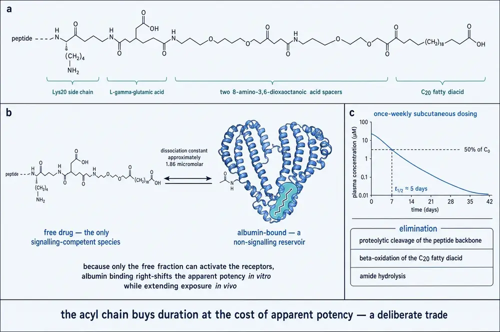 The acylation module, the albumin binding equilibrium and the resulting pharmacokinetics