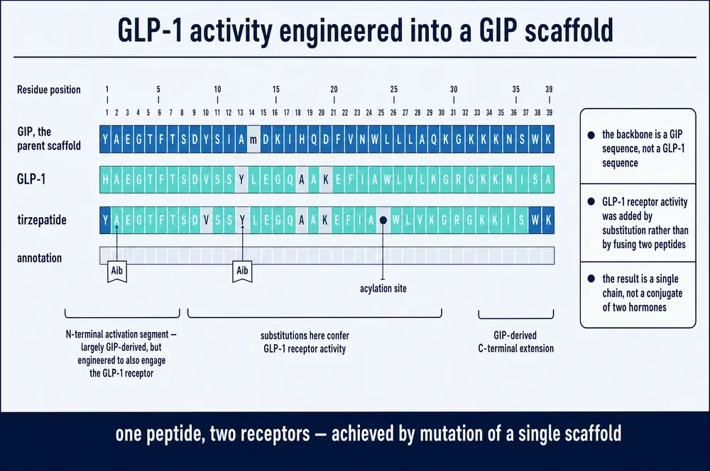 Alignment of GIP, GLP-1 and tirzepatide showing GLP-1 activity introduced by substitution into a GIP scaffold