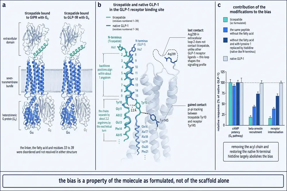 Cryo-EM structures at both receptors, superposition with native GLP-1, and the contribution of each modification to the bias