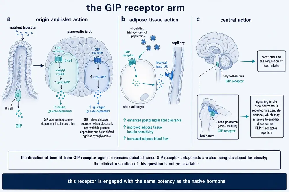 GIP receptor actions in the islet, in adipose tissue and in the brain