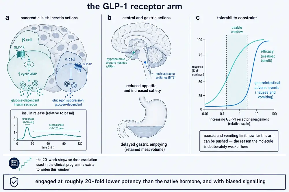 GLP-1 receptor actions in the islet and brain, and the tolerability window that limits dosing