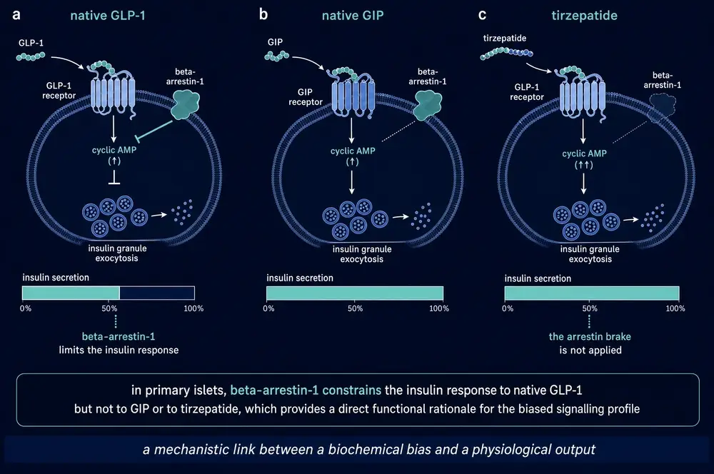 Beta-cell responses to native GLP-1, native GIP and tirzepatide showing the arrestin brake