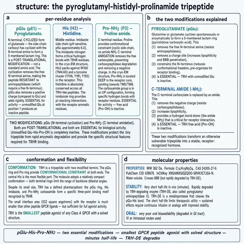 TRH structure: per-residue modifications, conformation, properties