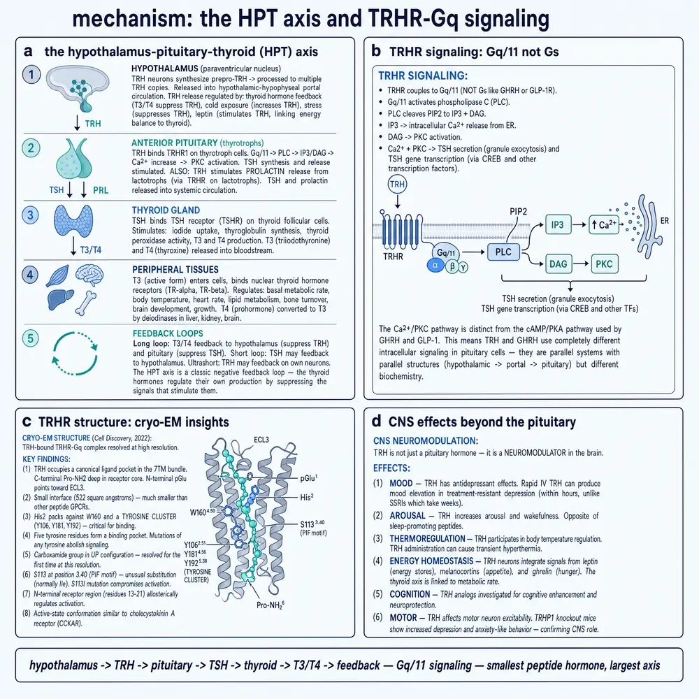 HPT axis, TRHR-Gq signalling, cryo-EM pocket, CNS neuromodulation