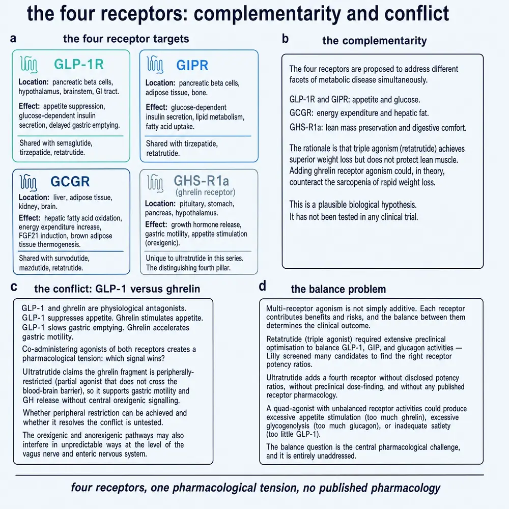 Four Ultratrutide receptor targets with complementarity, GLP-1 versus ghrelin conflict, and the undisclosed potency-balance problem