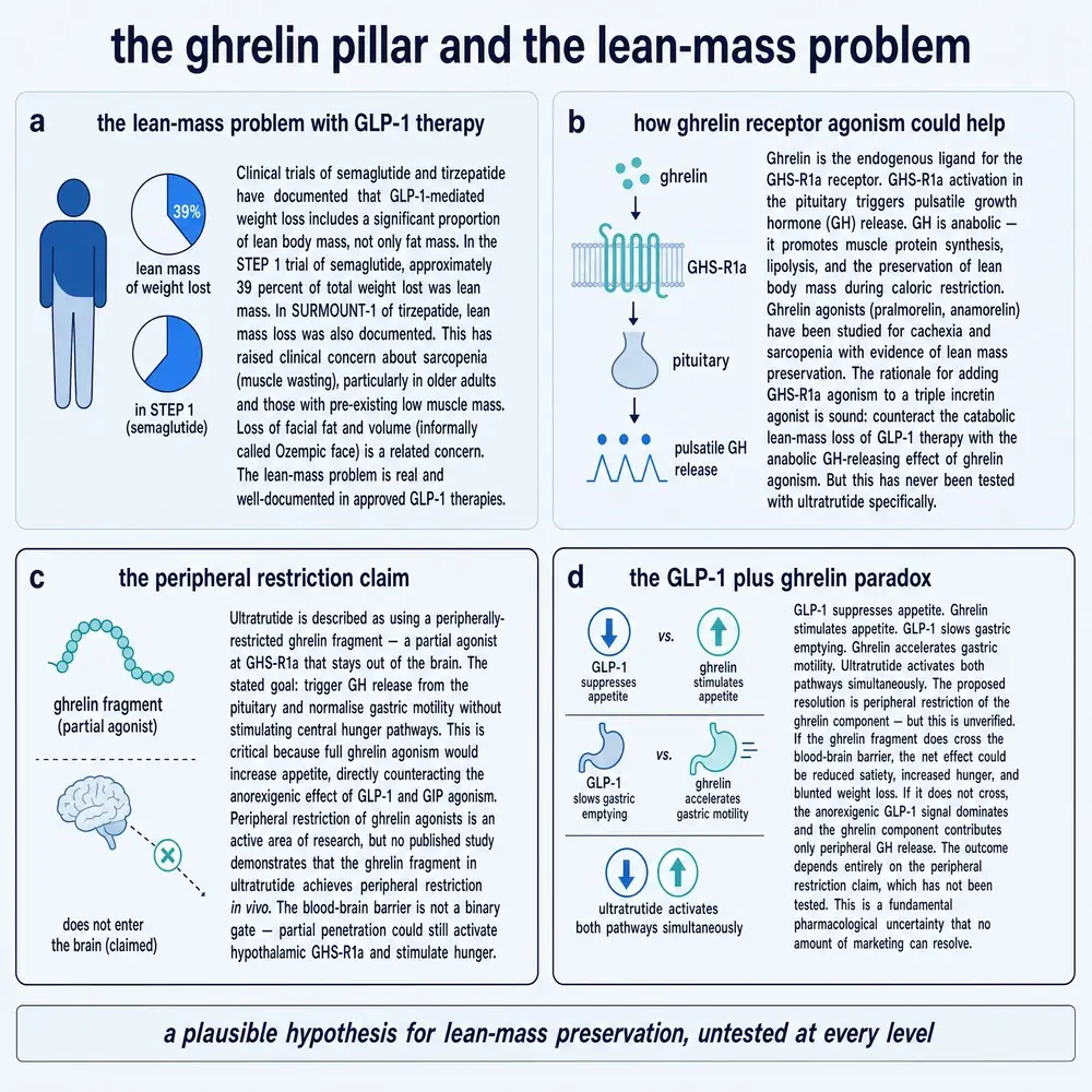 Lean-mass loss under GLP-1 therapy, ghrelin receptor GH rationale, peripheral-restriction claim, and the GLP-1 plus ghrelin paradox