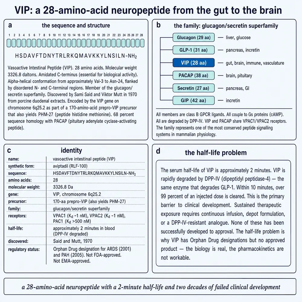 VIP as a 28-residue amidated neuropeptide: sequence, secretin-family tree, identity card, and the two-minute half-life barrier