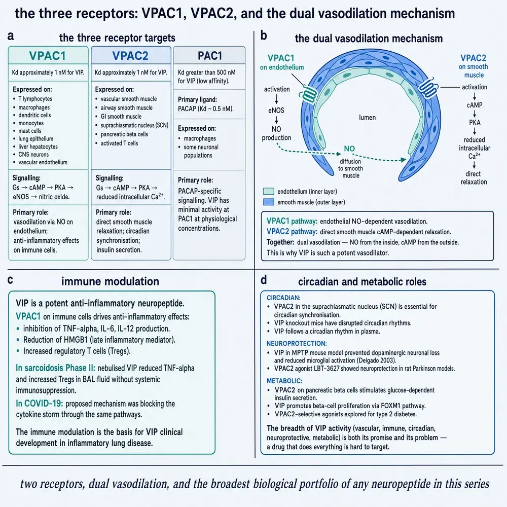 VPAC1, VPAC2 and PAC1 ligand preference with dual endothelium and smooth-muscle vasodilation, plus immune and circadian cards